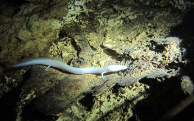 Monitoring and Exploration of the Olm (Proteus): Our Cave Diving Research