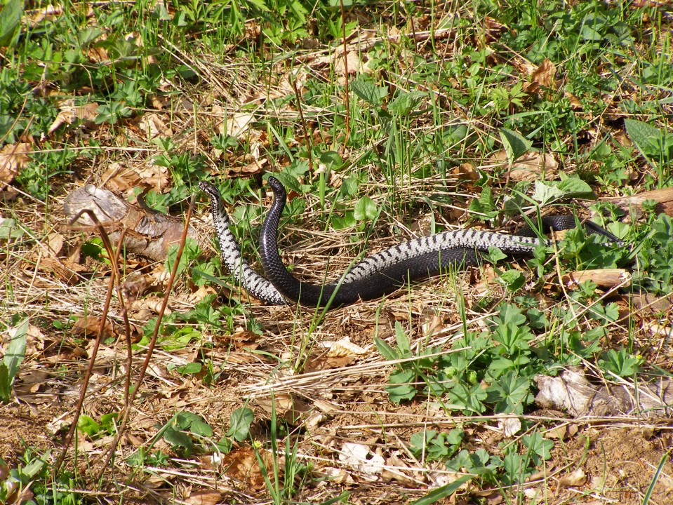 Common Adder