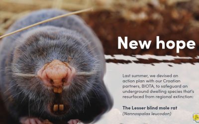 The Last Refuge of the Lesser Blind Mole Rat: A Conservation Story